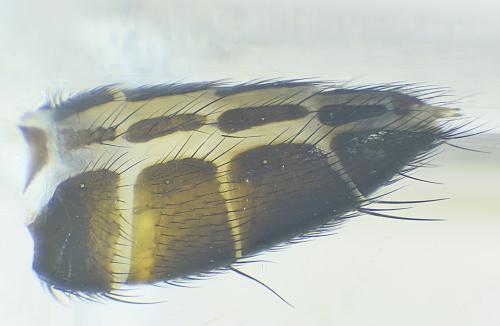 Stevenia sp.